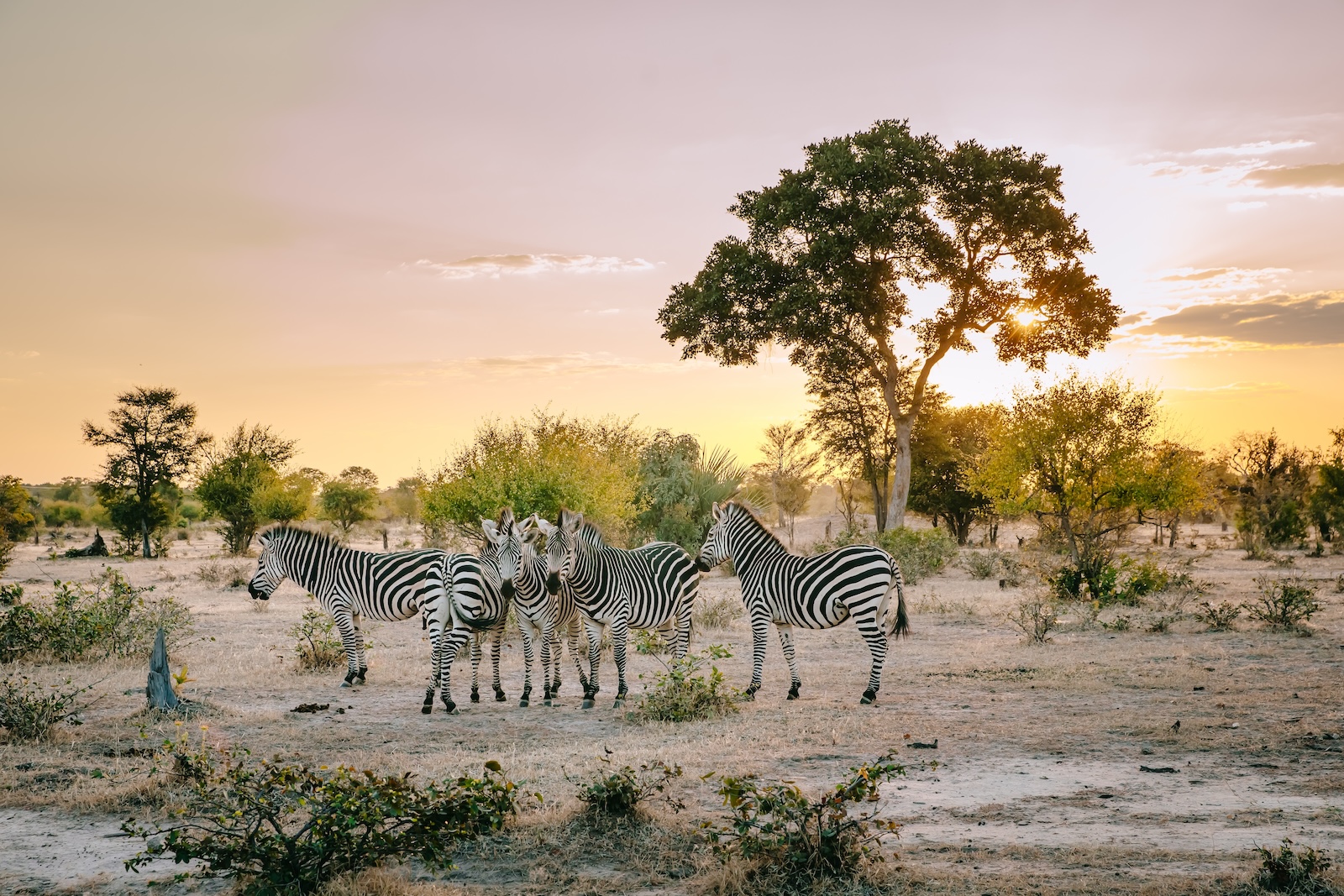 Zebras in the Gambia. 