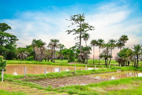  Landscape of casamance Senegal