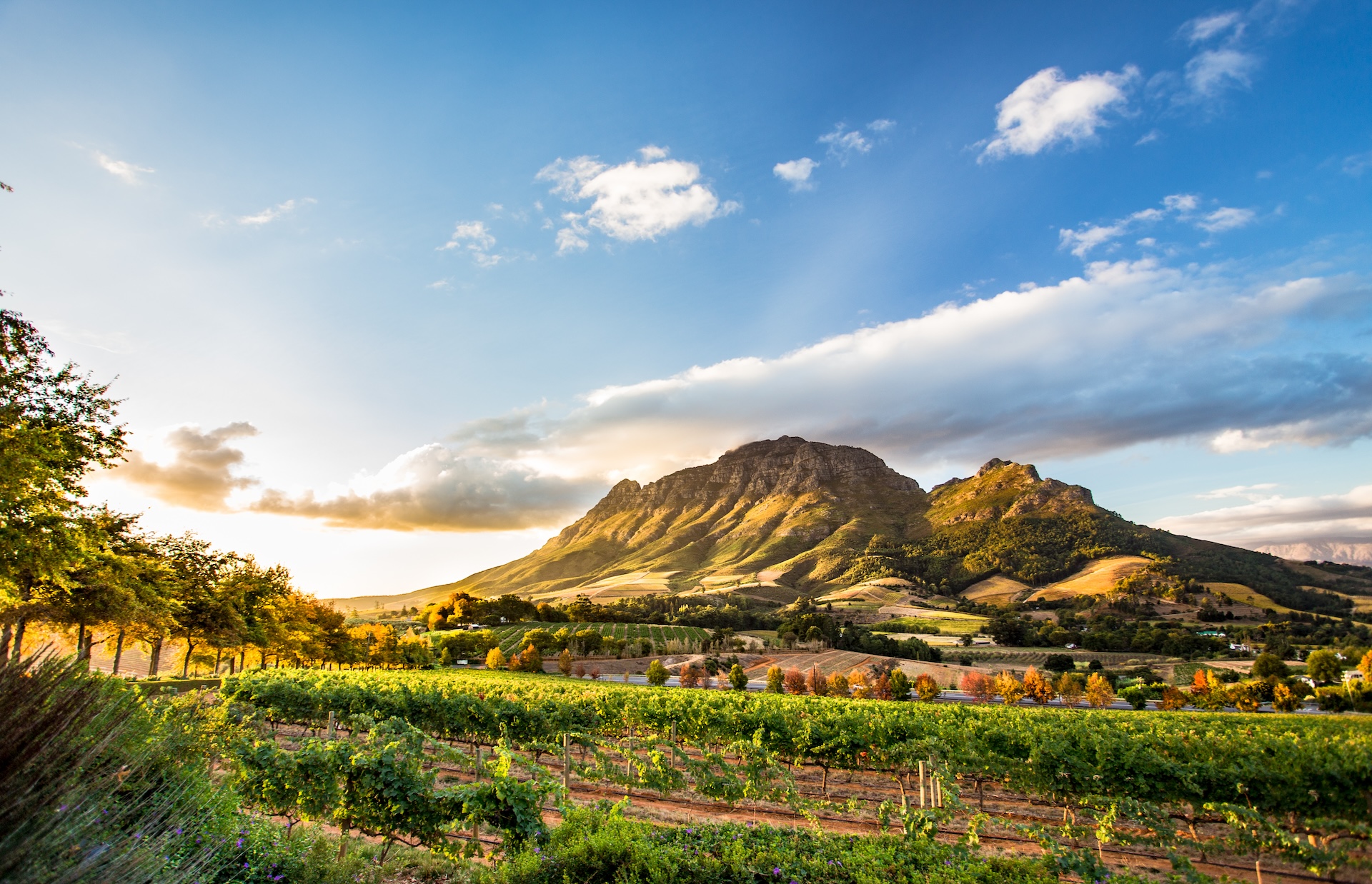 Wine region near Stellenbosch, South Africa.