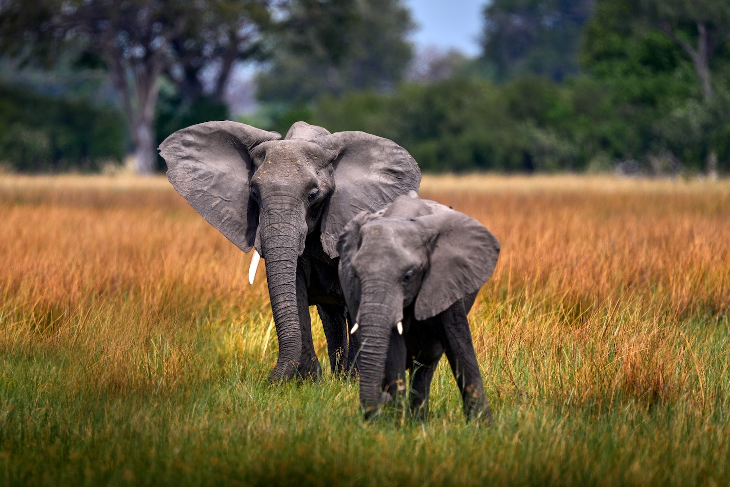 Okavango delta, Botswana,.