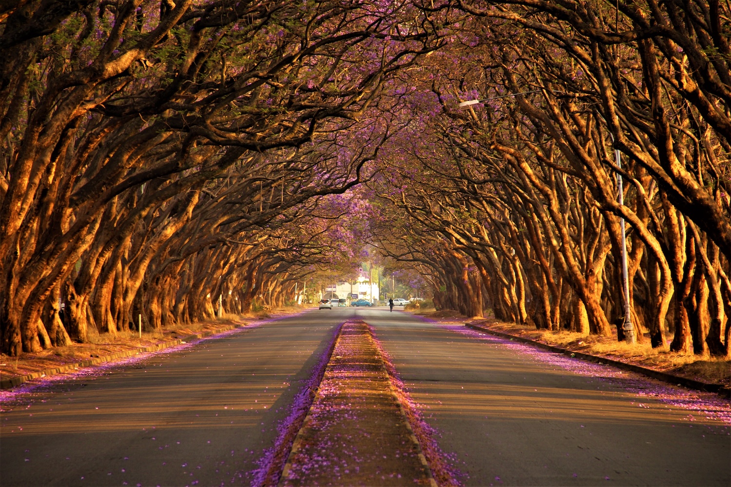 Jacaranda street in Harare, Zimbabwe.