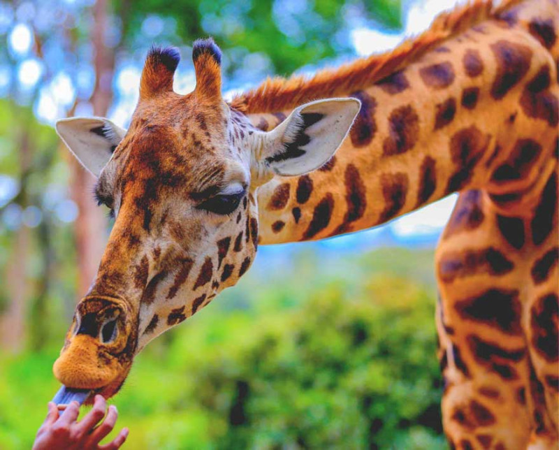 Nairobi, Kenya flight deal